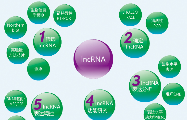 lncrna专项课题研究项目