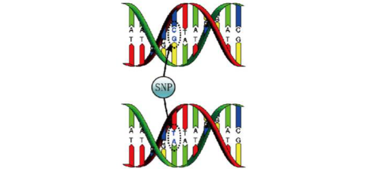 snp检测 锐赛生物集团欢迎您!