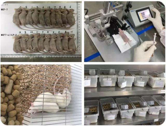 锐赛动物模型目录—炎症与自身免疫疾病 - 上海锐赛生物技术有限公司